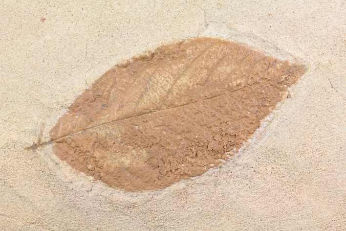 Fossil Persea (Laurel) Leaf - Montana #75813